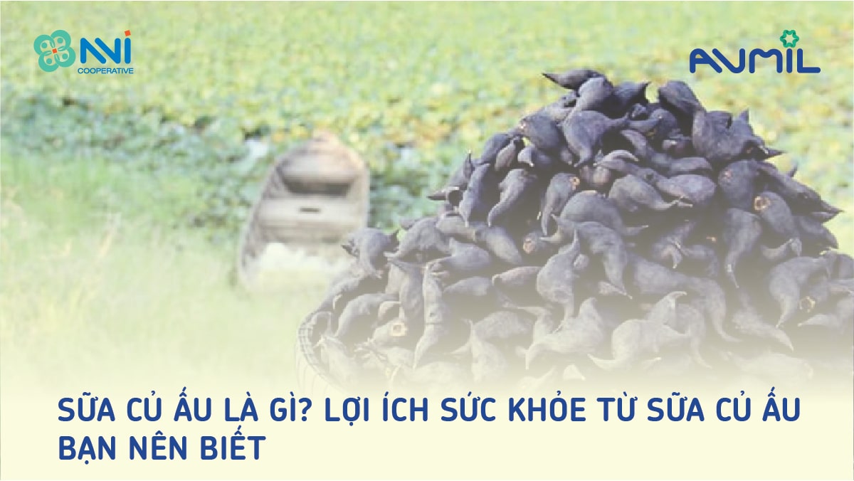 Sữa củ ấu là gì? Lợi ích sức khỏe từ sữa củ ấu bạn nên biết