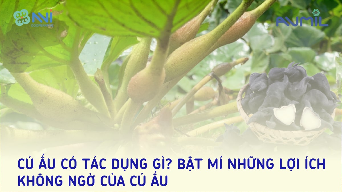 Củ ấu có tác dụng gì? Bật mí những lợi ích không ngờ của củ ấu