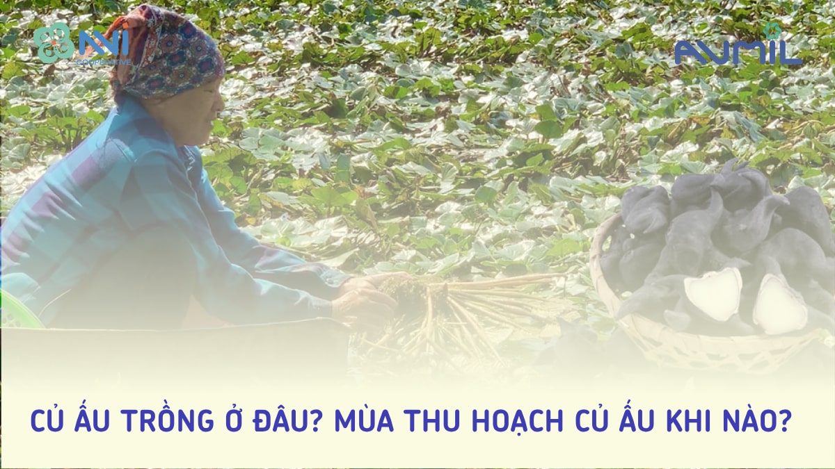 Củ ấu trồng ở đâu? Mùa thu hoạch củ ấu khi nào?