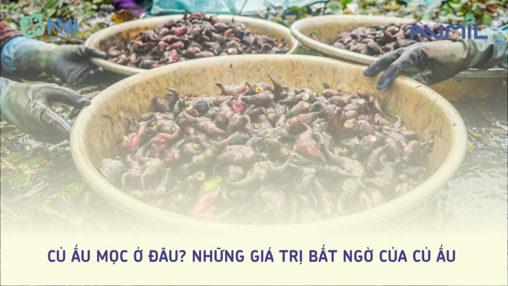 Củ ấu mọc ở đâu? Những giá trị bất ngờ củ củ ấu