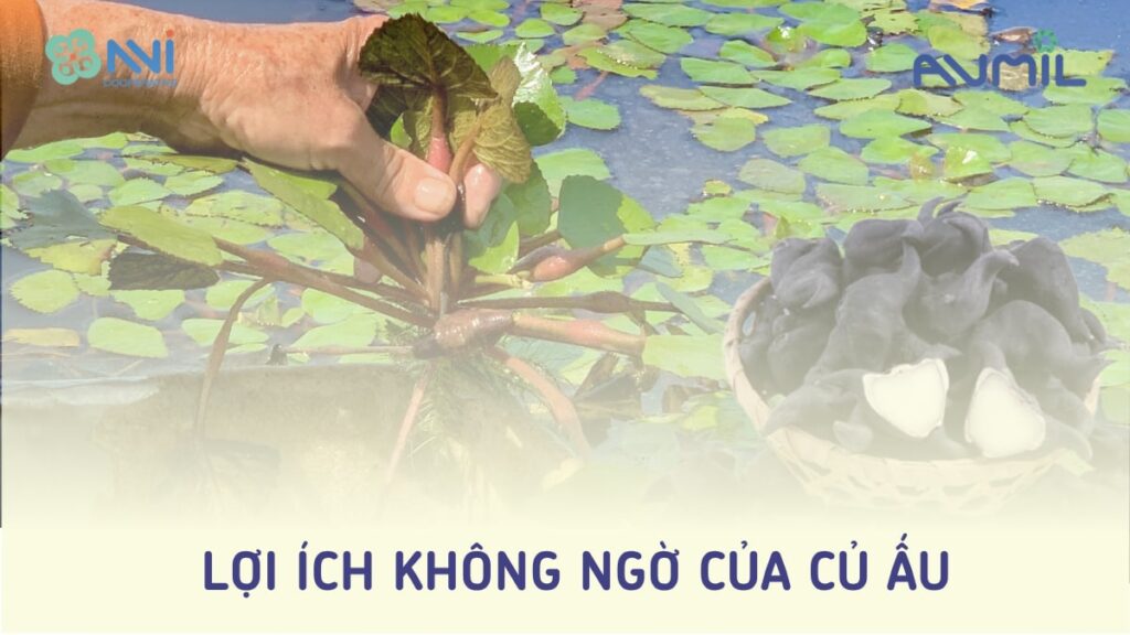 Lợi ích không ngờ của củ ấu
